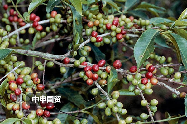 Coffea arabica L.